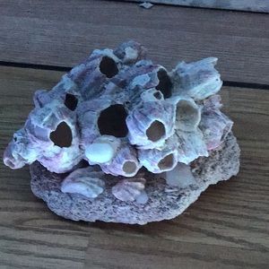 Lavender Coral off Southern Atlantic